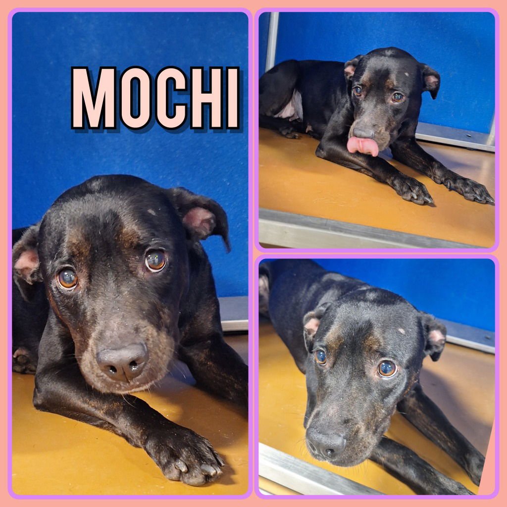 MOCHI - American Staffordshire Terrier available for adoption