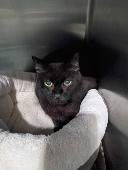 BUTTHEAD - Domestic Short Hair available for adoption