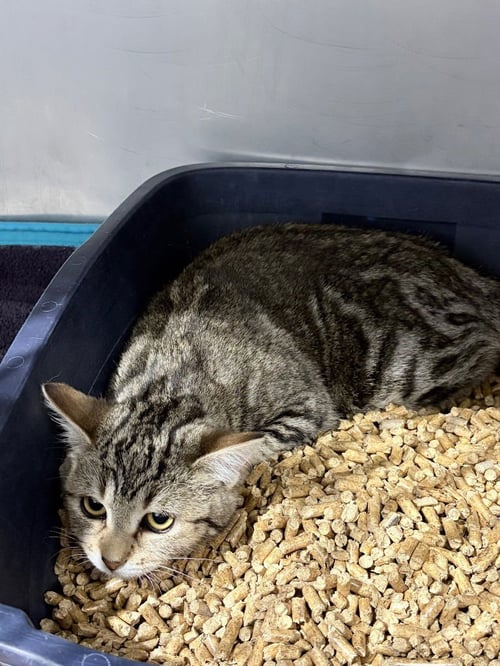 CARDAMOM - Domestic Short Hair available for adoption