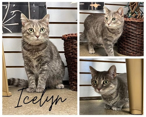 ICELYN - Domestic Short Hair available for adoption