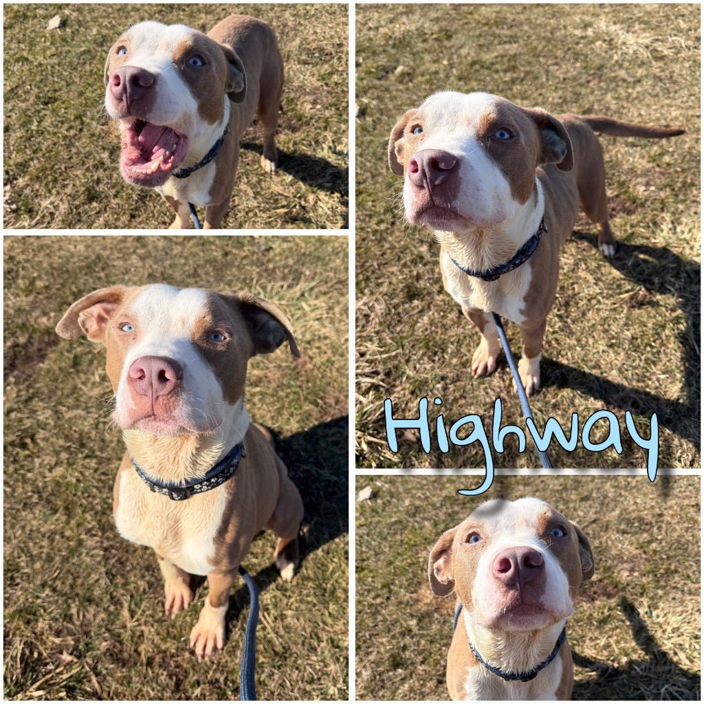 HIGHWAY - American Staffordshire Terrier available for adoption