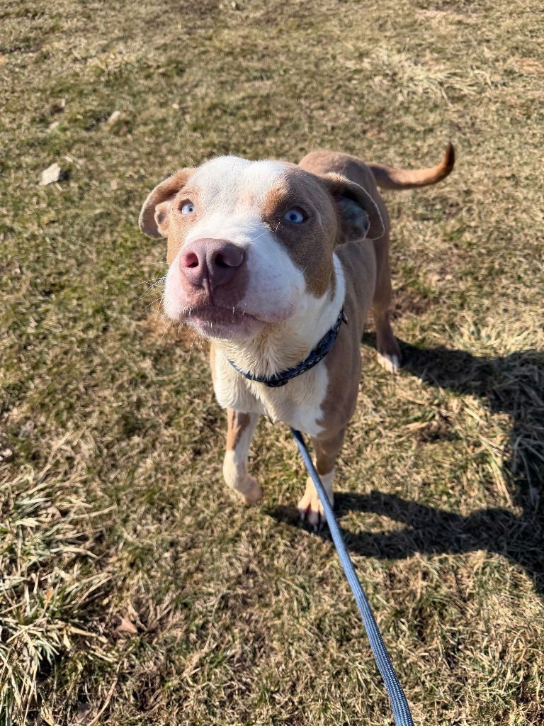 HIGHWAY - American Staffordshire Terrier available for adoption