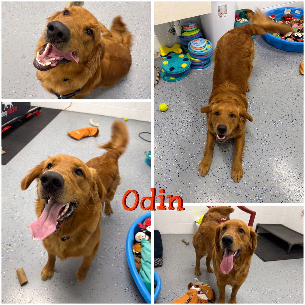 ODIN - Golden Retriever available for adoption