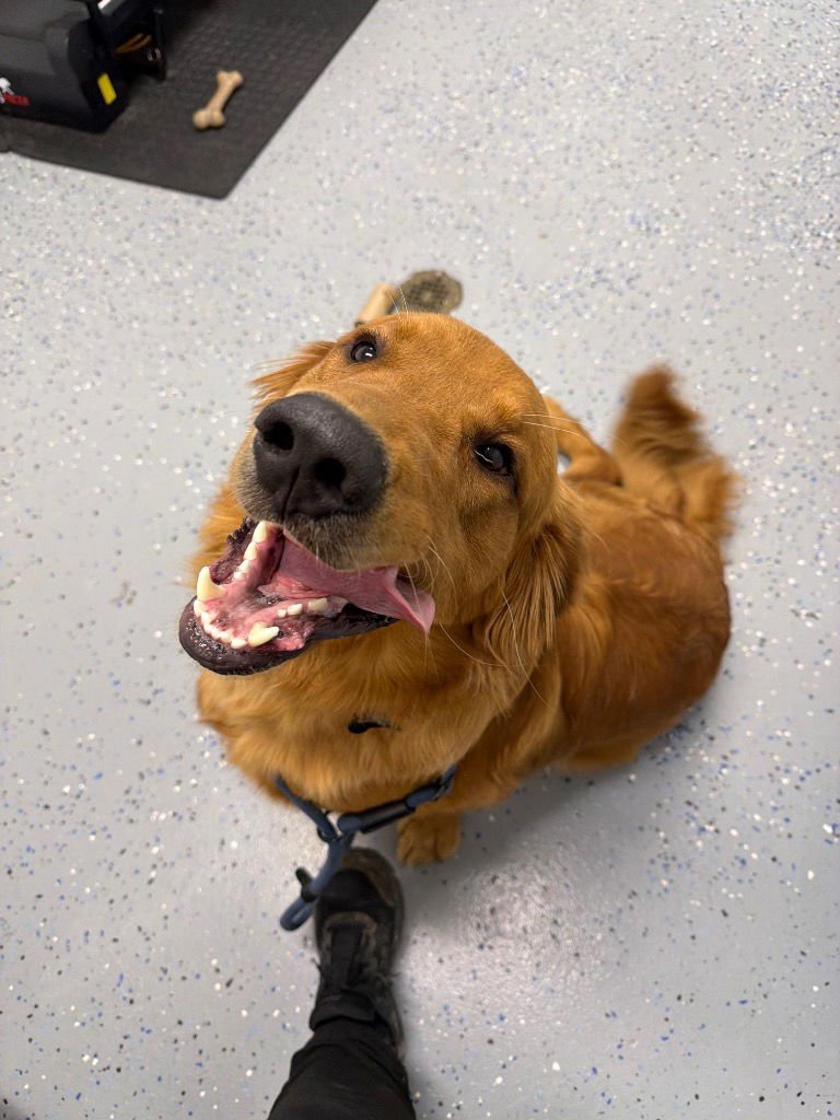 ODIN - Golden Retriever available for adoption