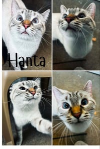 Hanta - Photo 1