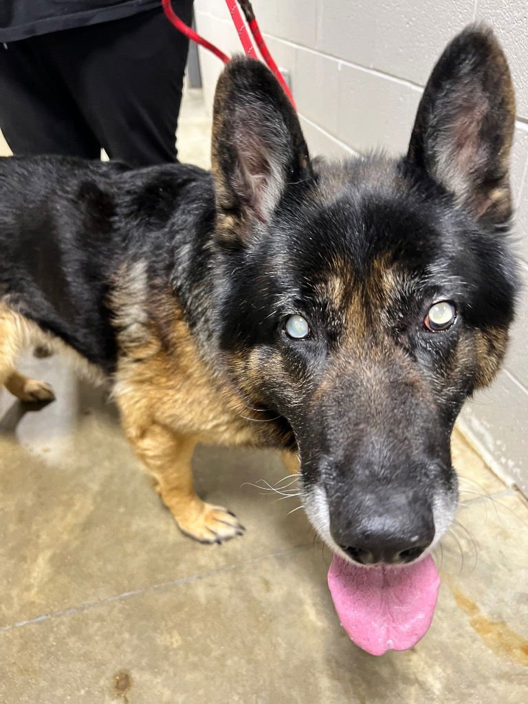 STAN - BLIND - German Shepherd Dog available for adoption