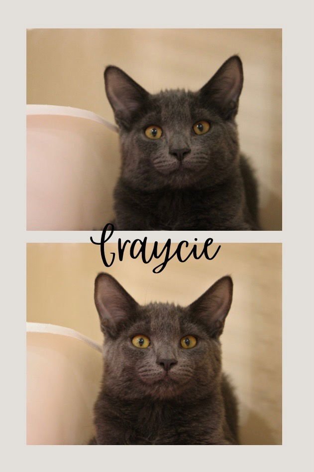 GRAYCIE - Domestic Short Hair available for adoption