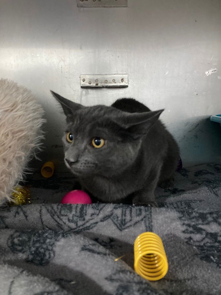 GRAYCIE - Domestic Short Hair available for adoption