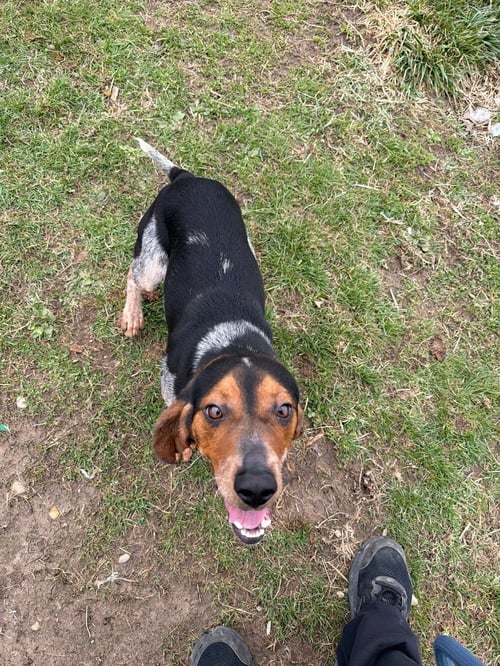 BOONE - Beagle available for adoption