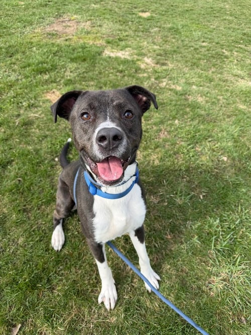 BIG HANDSOME - American Staffordshire Terrier available for adoption
