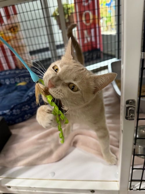 JOSEPHINE - Domestic Short Hair available for adoption