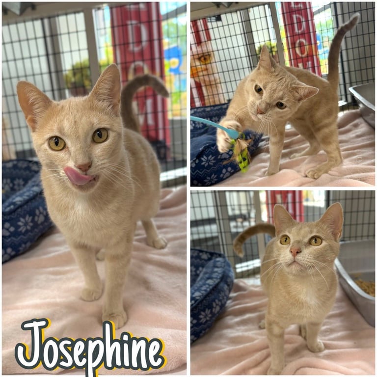 Josephine Image