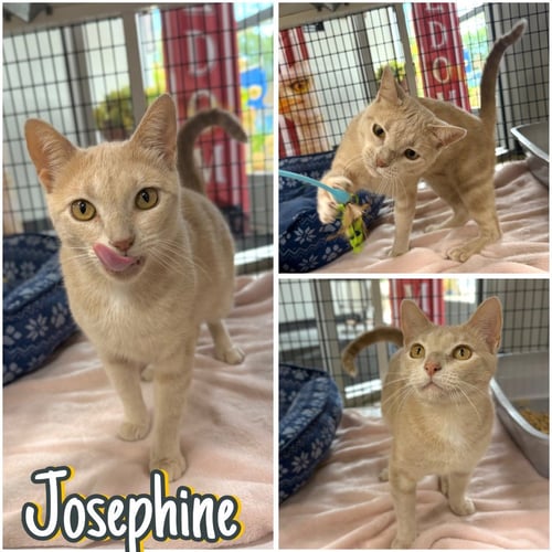 JOSEPHINE - Domestic Short Hair available for adoption
