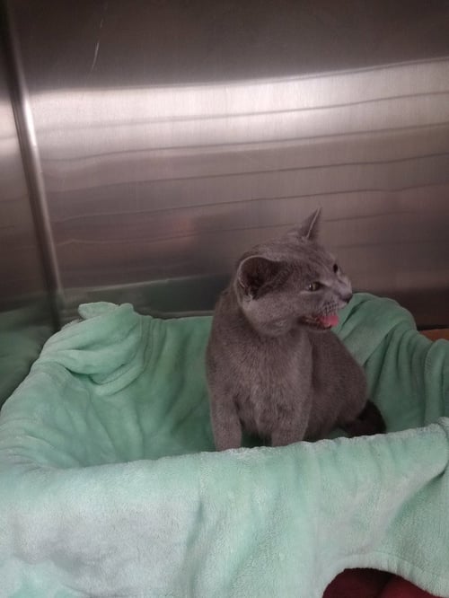 BLUE MOON- RETIRED MOMMA - Domestic Short Hair available for adoption