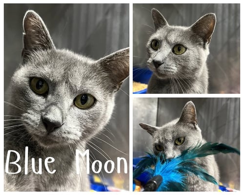 BLUE MOON- RETIRED MOMMA - Domestic Short Hair available for adoption