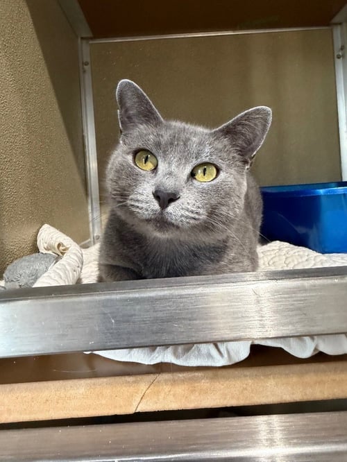 BLUE MOON- RETIRED MOMMA - Domestic Short Hair available for adoption