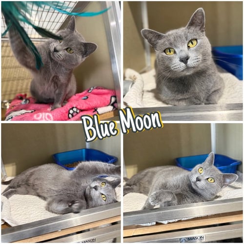 BLUE MOON- RETIRED MOMMA - Domestic Short Hair available for adoption