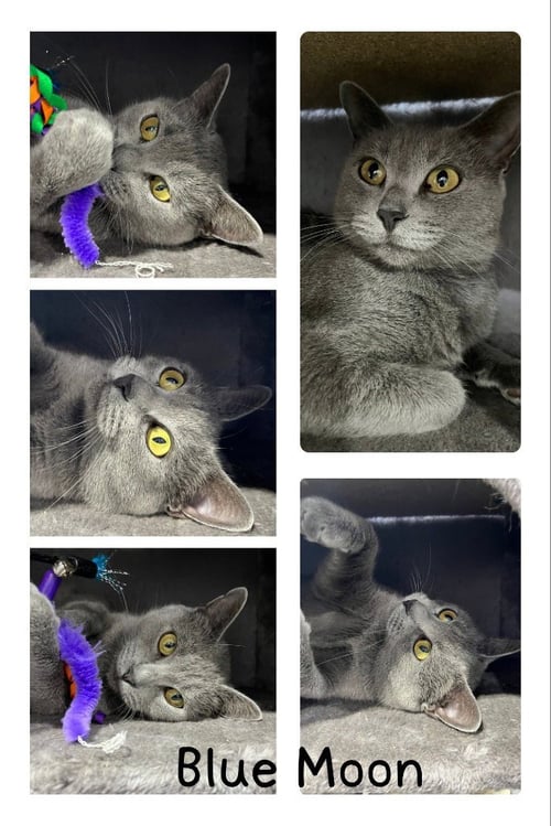 BLUE MOON- RETIRED MOMMA - Domestic Short Hair available for adoption