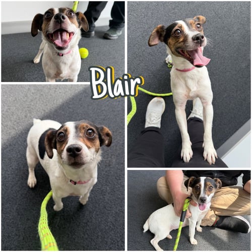 BLAIR - Jack Russell Terrier available for adoption