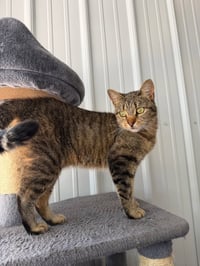 Phoebe- retired momma - Photo 2