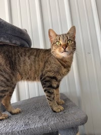 Phoebe- retired momma - Photo 4