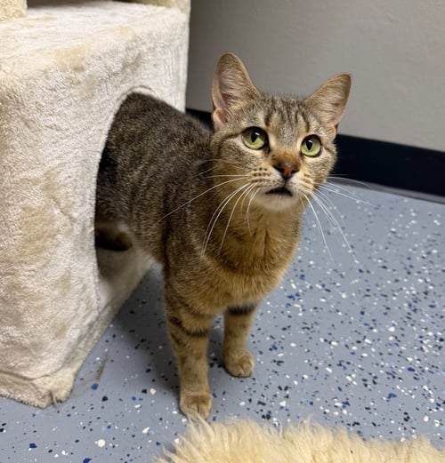 PHOEBE- RETIRED MOMMA - Domestic Short Hair available for adoption