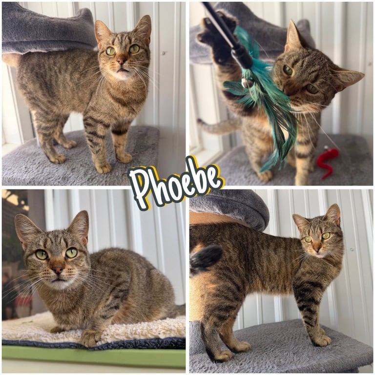Phoebe- retired momma Image