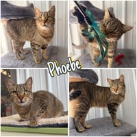 Phoebe- retired momma - Photo 1