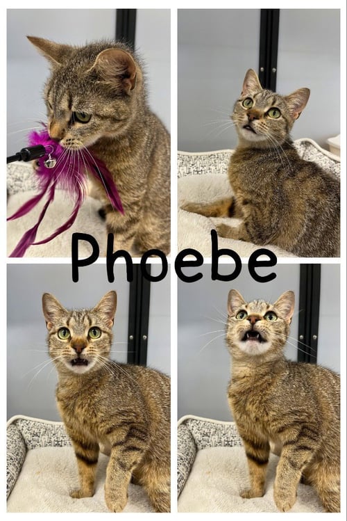 PHOEBE- RETIRED MOMMA - Domestic Short Hair available for adoption