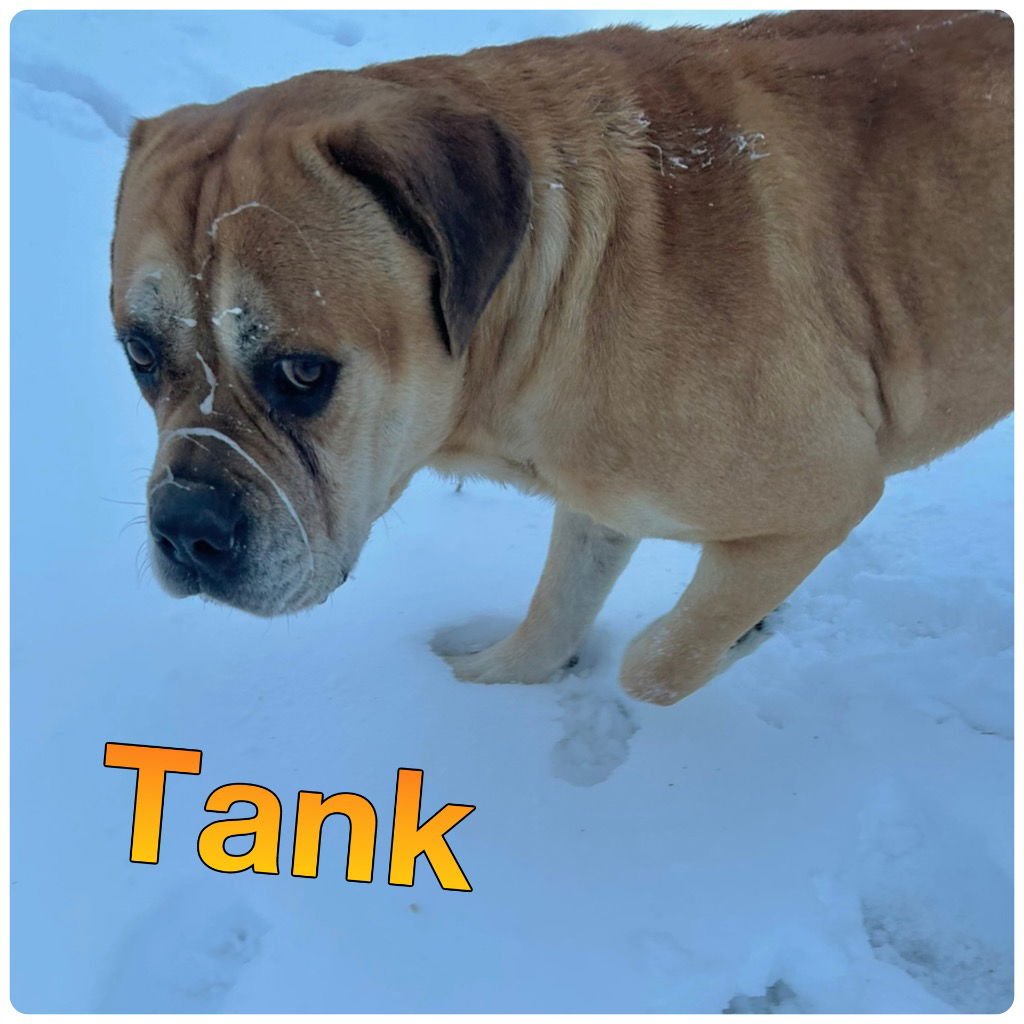 TANK - Bullmastiff available for adoption