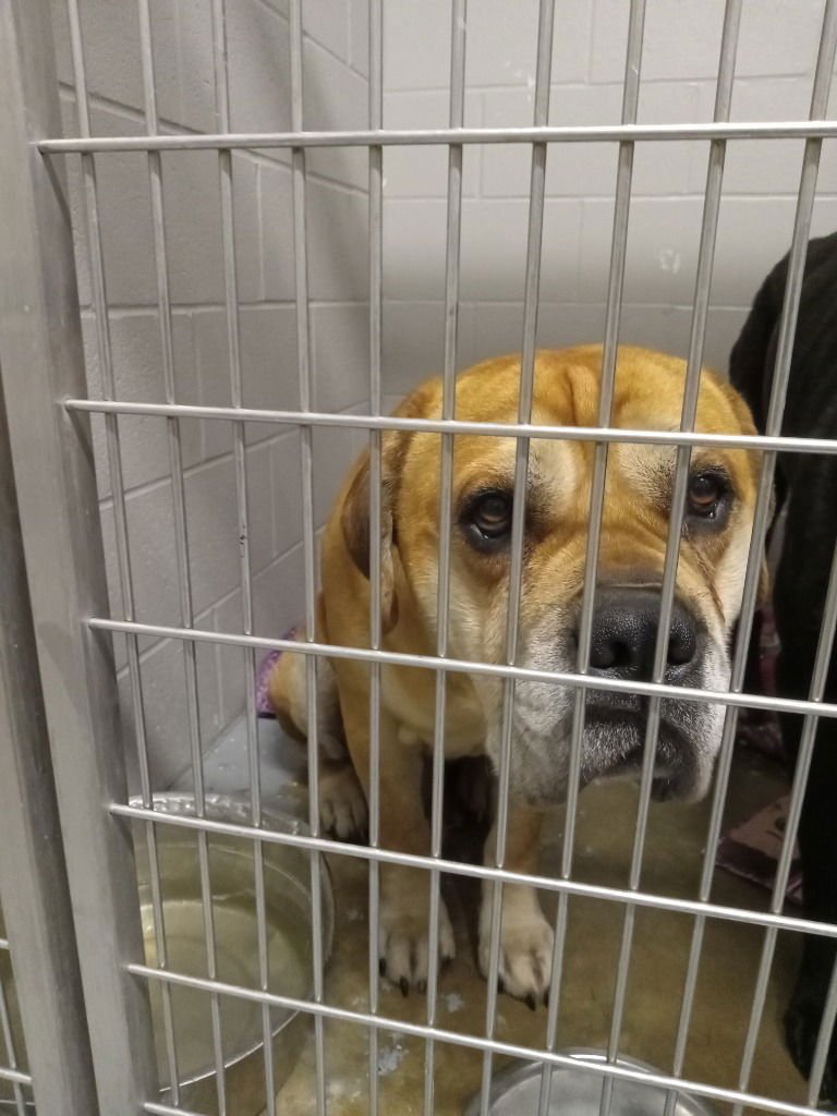 TANK - Bullmastiff available for adoption