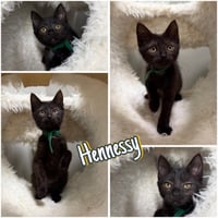Hennessy - Photo 1