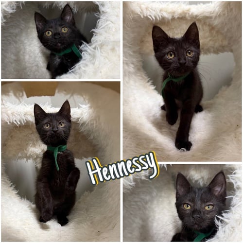 HENNESSY - Domestic Short Hair for adoption in Fort Wayne