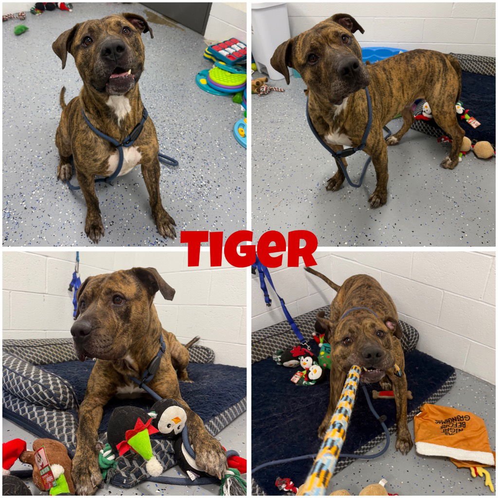 TIGER - American Staffordshire Terrier available for adoption
