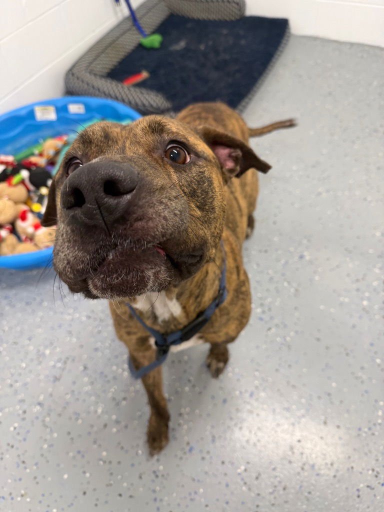 TIGER - American Staffordshire Terrier available for adoption