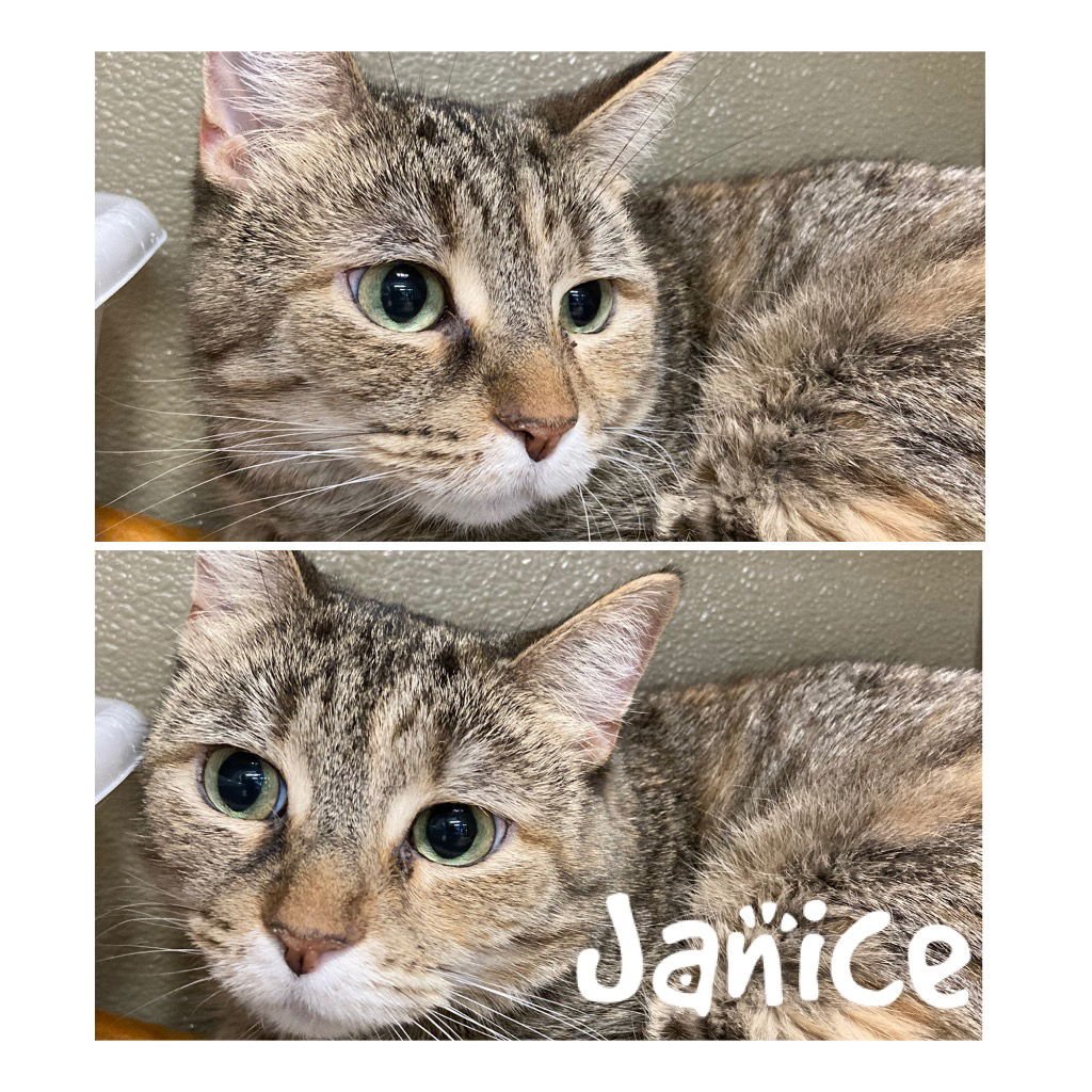 JANICE - Domestic Short Hair available for adoption
