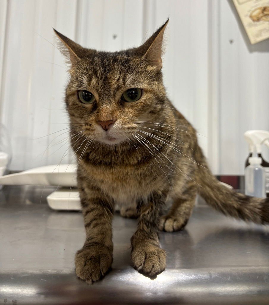 JANICE - Domestic Short Hair available for adoption