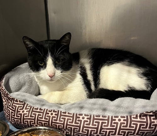 WALTER- SPONSORED - Domestic Short Hair available for adoption