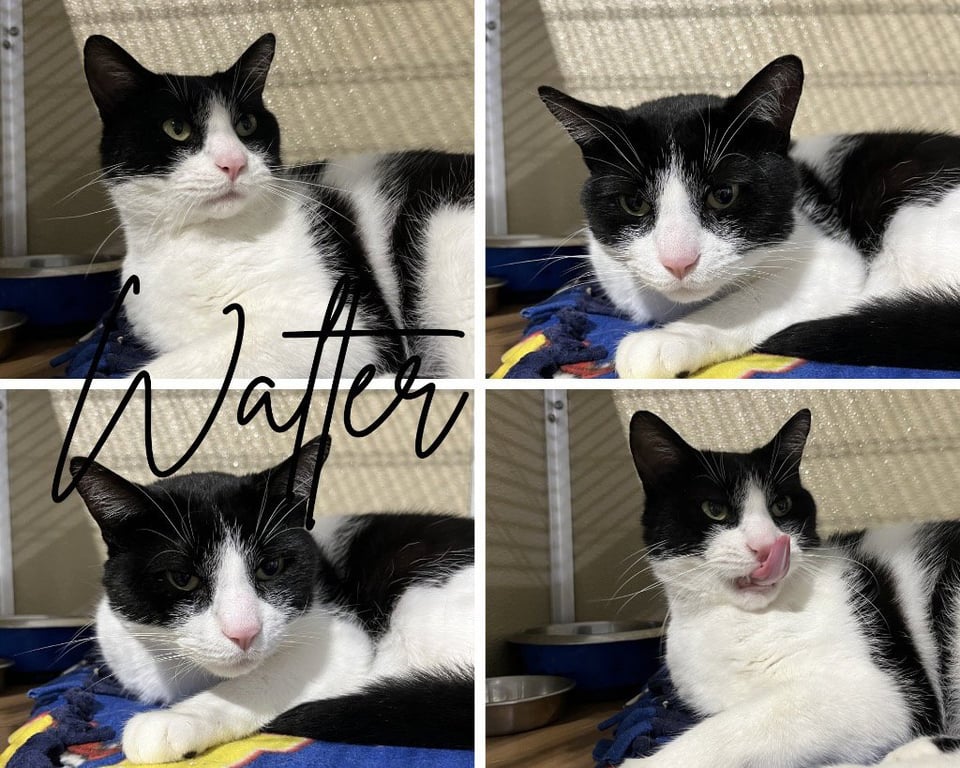Walter- SPONSORED Image