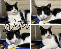 Walter- SPONSORED - Photo 1
