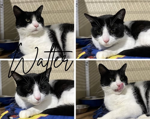 WALTER- SPONSORED - Domestic Short Hair available for adoption