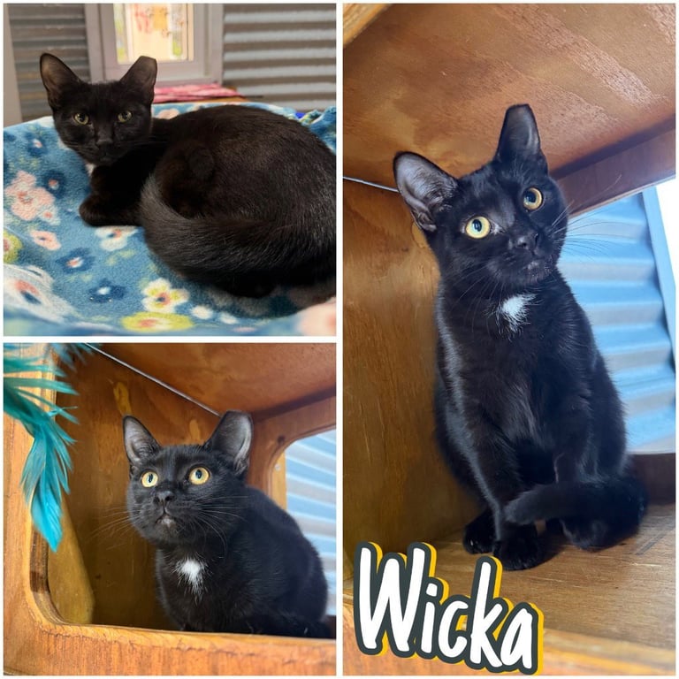 Wicka Image