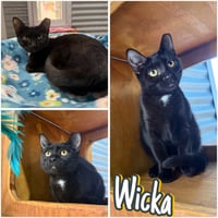 Wicka - Photo 1