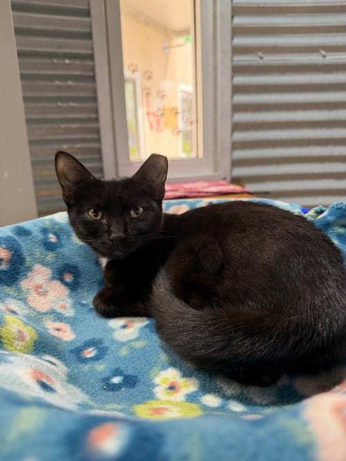 WICKA - Domestic Short Hair available for adoption