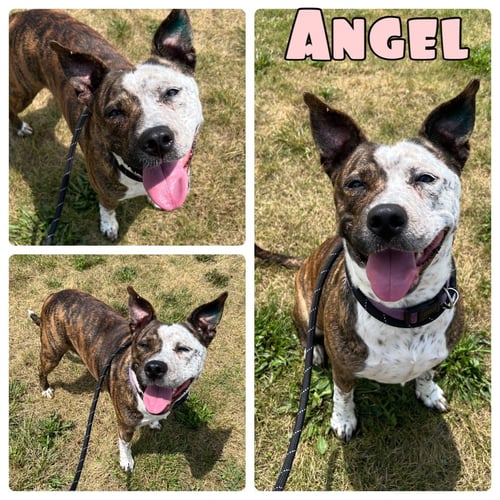 ANGEL - American Staffordshire Terrier / Australian Cattle Dog/Blue Heeler available for adoption