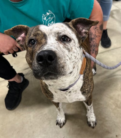 ANGEL - American Staffordshire Terrier / Australian Cattle Dog/Blue Heeler available for adoption