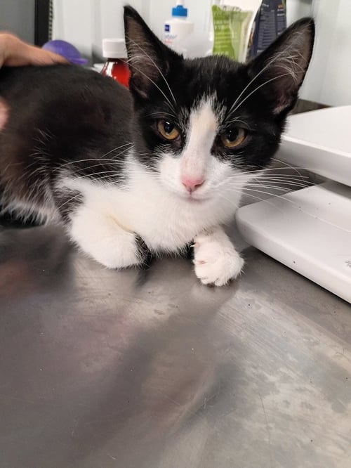 ELVIS- SILO - Domestic Short Hair available for adoption