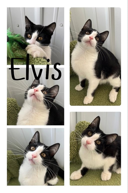 Elvis- silo Image