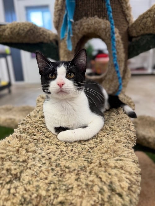 ELVIS- SILO - Domestic Short Hair available for adoption
