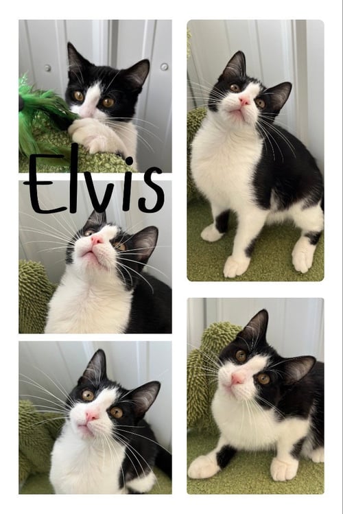 ELVIS- SILO - Domestic Short Hair available for adoption